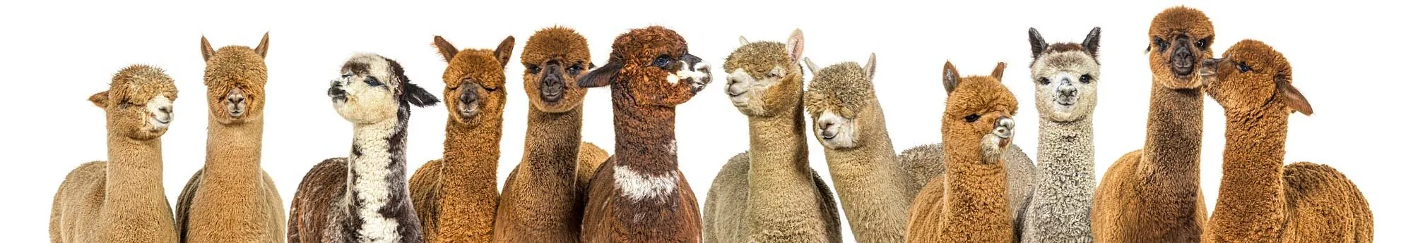 Alpakas