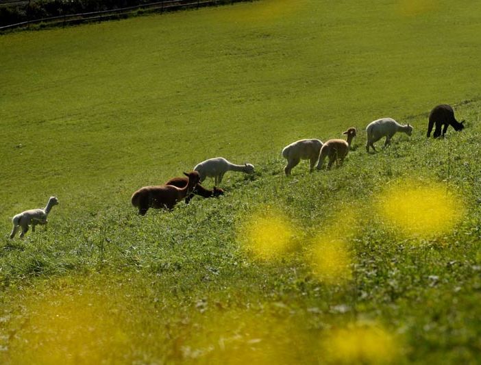 Alpakas auf der Wiese in St. Peter ob Judenburg