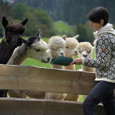 Alpakas füttern