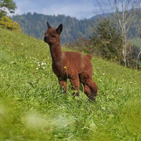 Alpaka auf Wiese